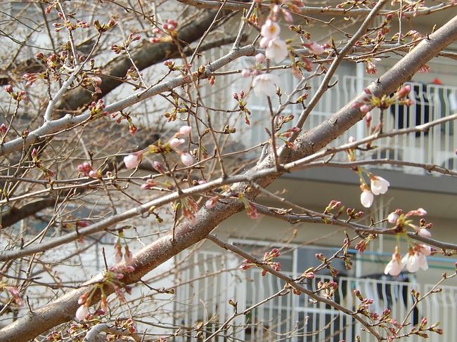 3月25日、午後2時40分過ぎにふじみ野市西鶴ケ岡公園のソメイヨシノ桜を観察しました所、開花していました。<br /><br /><br /><br />＊開花したソメイヨシノ桜