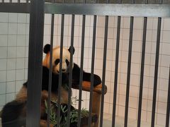 パンダと熊野三山のお参り旅