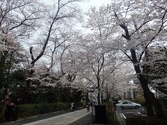 世田谷観桜散策（含目黒川）