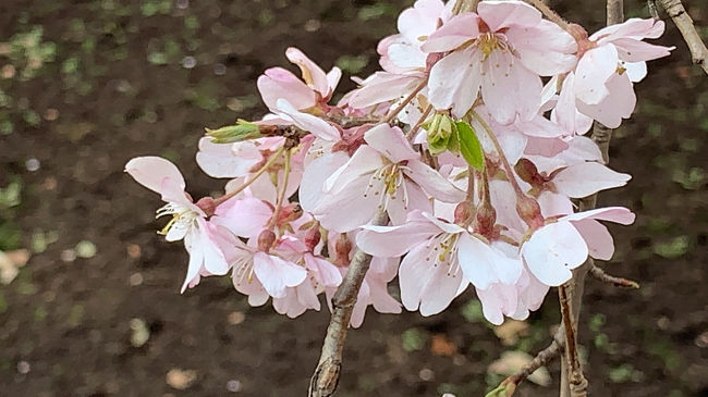 今年はソメイヨシノが開花前の枝垂桜です。