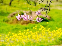 桜づつみ公園の陽光　2019