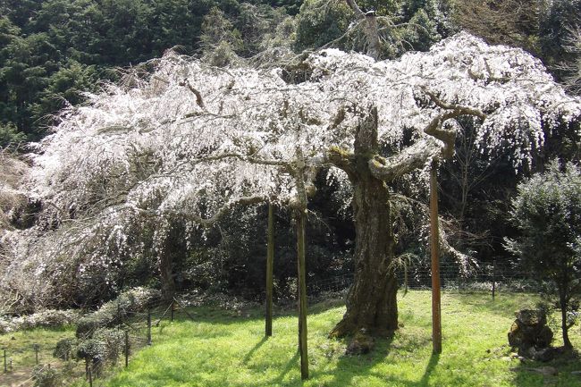 小田原市入生田(いりうだ)にある長興山紹太寺(https://4travel.jp/travelogue/10485017)の枝垂れ桜(https://4travel.jp/travelogue/10428039)は散り始めである。<br /> 時折風が吹くと花弁が舞う。お寺のホームページ(2019年3月26日)の桜開花情報では26日に満開とあるが、その翌日の今日はもう満開を過ぎて散り始めなのだ。それでも平日にも関わらず多くの花見客が訪れている。今日は晴天で、春休み中の子供たちや、シニアの男女、ご夫婦が多い。<br /> 10年前はまだ先端にも花が付いていたが、今では木の先端を切り落とされ、無残な状態である。鎌倉・長谷寺の枝垂れ桜(https://4travel.jp/travelogue/11467605)もこのような状態で満開を迎えるのであろうか?<br /> 横に伸びた枝だけが枝垂れている枝垂れ桜はやはり普段目にしている枝垂れ桜とは違う印象がする。樹齢約340年とも言われ、神奈川県下では一番の樹齢だというが、やはり寄る年(樹齢)には勝てないということだ。山高の神代桜(https://4travel.jp/travelogue/10398876)は別格としても、江戸時代に植えられたとされる鎌倉・栄勝寺の枝垂れ桜(https://4travel.jp/travelogue/10559862)や、寶壽院(横浜市戸塚汲沢4)の枝垂れ桜(https://4travel.jp/travelogue/11473247)といい、やはり、樹齢150年を越えると桜の木にはきついようだ。<br />(表紙写真は長興山紹太寺の枝垂れ桜)