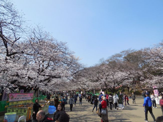 有給休暇を取って上野公園に花見に行きました。平日の早目の時間に行けば花見客が少ないかと思い、午前中９時過ぎに公園内をぶらぶらとしました。<br />夜のニュースでは東京でソメイヨシノが満開となりましたといってましたけど、個人的にはまだ少し早い感じでしたね。