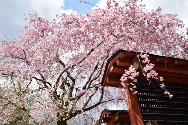 3泊4日の京都お花見旅行、3日目です。<br /><br />ちょうど「巳の日」にあたっていたので<br />京都御苑内白雲神社で午前７時からの<br />朝参式に参加した後、大原へお花見に向かいました。<br /><br />※ちなみに、昨日2日目の旅行記をあげたのですが↓↓<br />https://4travel.jp/travelogue/11468908<br />なぜか新着に乗らず（そのせいかわからんけど）<br />未だいいね！ゼロなので、かわいそう、と思って頂けて<br />且つお時間5秒くらいある方は読まなくて構いませんので<br />2日目にいいね！だけ押して頂けますと大変喜びます。