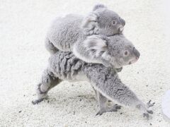 カワウソ祭りの埼玉こども動物自然公園～大盛況で生カワウソは見られず＆可愛いレッサーパンダ一家とコアラの赤ちゃんたちをメインに