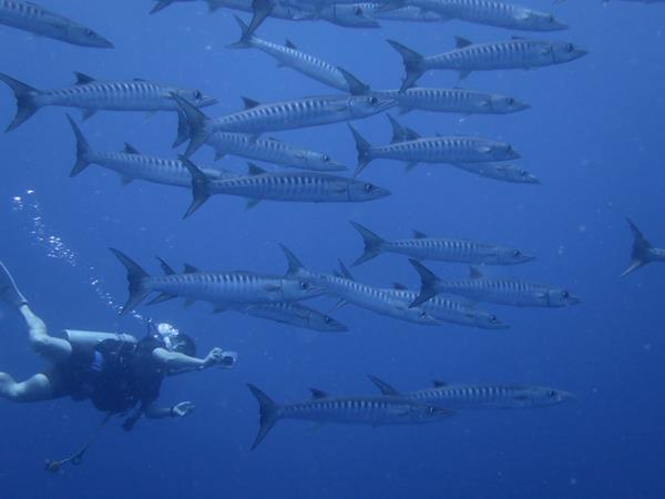 パラオの青い海に抱かれて（４）屈指のダイビングスポット・ブルーコーナー：魚の群れ群れ群れ