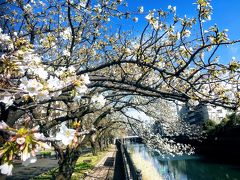 保土ヶ谷周辺桜&寺社巡り