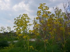 キプロス・・・・Ⅴ　キプロスの花々