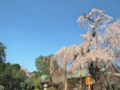 桜咲き始めた川越をちょこっと散策（2019年3月27日）～喜多院と蔵の街