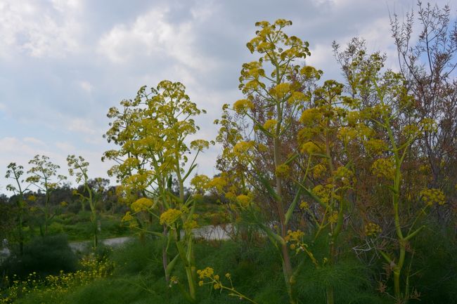 グロ－バル化の波は花々にも押し寄せています<br /><br />珍しいこれはと言った、花に巡り合えませんでしたがＵＰしました