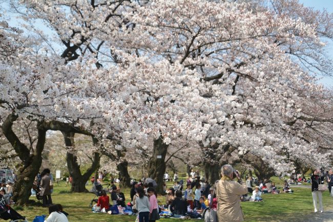 六義園からは歩いて40分弱です。<br />小石川植物園は日本最古の植物園で1684年に徳川幕府が設けた「小石川薬園」に源を発しています。