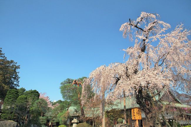 こんにちは、あんこう鍋です。<br /><br />1月の横浜日帰り旅行記からおよそ3か月ぶりの投稿になってしまいました。<br />何かと用事があり、フォートラベルから遠ざかる日々でした。<br />インフルエンザにかかったり、アレルギー性結膜炎になったりと<br />病院に何度通ったことか。<br />それからスマホの契約もありました。遅まきながらスマホデビューなんです。<br />格安SIMを選びましたよ。<br />デスクトップパソコンもタブレットもあるし、<br />まだまだガラケーでいいやと思っていたのですけれどね。<br />でも家庭の事情もあり、ガラケーとの2台持ちという。<br /><br />それはともかく関東地方も春を迎え、桜の季節に。<br />毎年恒例ですが、埼玉県の川越へと行ってきました。<br /><br />午後には用事もあったりしたので、<br />散策できたのは喜多院と蔵の街だけでしたが、<br />春を感じる小江戸に行けて良かったです。<br />