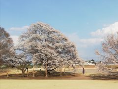 天平の丘公園で淡墨桜