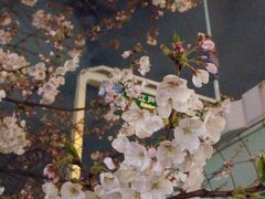 東京は桜満開です♪