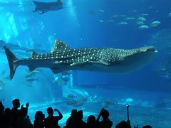 美ら海水族館 黒潮の海 ジンベエザメ・マンタ