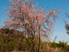 三光の桜　2019