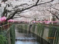 東京の中目黒・目黒川・七分咲桜