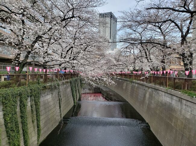 昨年4月4日の都内 桜名所&お花見クルーズ 良いとこどり よくばり10景めぐりというバスツアーを友人と申込みました!残念ながら葉桜ツアーでした!そのリベンジとして今年は3月28日発を予約しました!今回は大正解でした。1日でこんなに回れて大満足。桜が彩る風景を旅行記にまとめました。よろしかったら目を通してみて下さい。<br />目黒川 桜坂 毛利庭園 千鳥ヶ淵 靖国神社 神田川 上野公園 隅田公園 隅田川クルーズ16時05分発 日の出桟橋 増上寺17時45分goal<br />