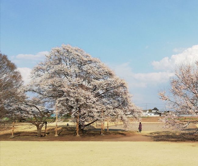 都内で桜が満開というが<br />茨城はまだ一部で咲きはじめたばかりでとてもみごろとはならない。<br />それならばと、ちょっと頑張って下野市まて出かけ、淡墨桜を見て来ました。<br /><br />全国のあちこちに子孫かあると言われ、実際にに何ヵ所かでは目にしてるかここまでいい感じで咲いてみれたのは初めてだ！<br />