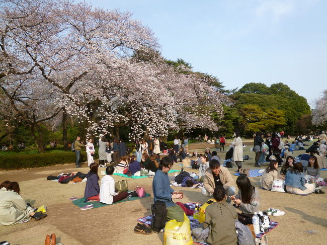 【満開の新宿御苑の桜＆「おはじきで」一献 新宿 2019/03/27】<br /><br />今夜は昔の仲間と飲み会がありますので、<br />早めに出かけて新宿御苑の桜を見に行きました。<br />新宿駅を降りて、新宿御苑の方に向かって歩くと<br />多くの人が御苑に向かって歩いていました。<br />御苑に着くと、荷物検査を受けるために行列が出来ていました。<br />検査は、アルコールを持ち込ませないように荷物検査をしているようです。<br />検査が終わると、今度は、入場券を買うための行列に並ばなければいけません。入場料は500円、65歳以上は半額でした。<br />園内に入ると、シートなど敷いたりしていて、<br />多くの人が桜見物を楽しんでおり、半分は外国人のようでした。<br />園内のソメイヨシノや白やピンクの桜は満開、河津桜と思われる早咲き桜は<br />もう既に花びらはありませんでしたが、桜見物は十分に満足できました。<br />桜見物の後は、日本庭園を見学し、新宿御苑を後にしました。<br /><br />おはじき新宿店で一献。<br />新宿西口にある隠れ家的なお店です。<br />昔の仲間と久しぶりに会って飲みました。<br />焼き鳥、だし巻き卵など注文しましたが、<br />結構なボリューム、味も良かったです。<br />この店は、鶏料理が売りのようです。