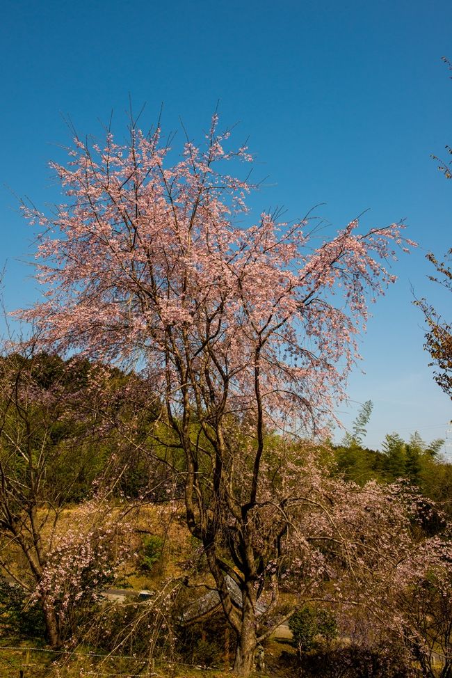 　三光村の深泉寺、八面山の桜巡りです。