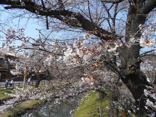 新河岸川の花見に行ったが、今年は桜の開花は早くても、その後の寒さで花が未だ３分咲程度だった。川越駅から歩いたが混雑がより少ない大正浪漫通りを歩く。