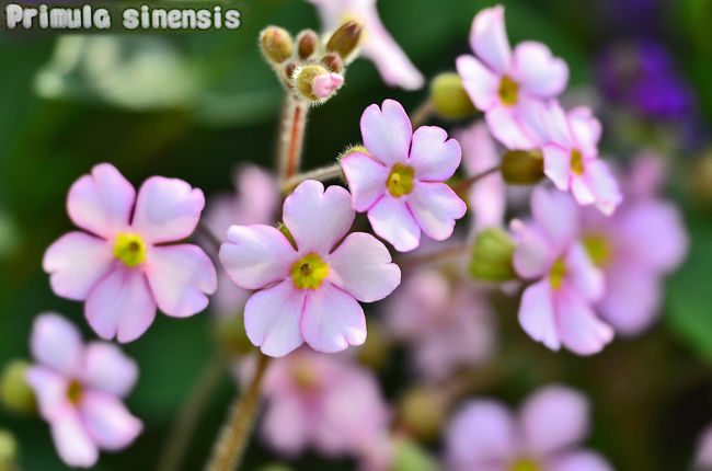 春の見ごろに向けて、園内では冬の剪定で忙しそう。<br />薔薇の見ごろは5月中旬～6月上旬頃と予想。<br />一年で最も多くのバラが咲き誇る春をお楽しみに。<br />その前に花フェスタ記念公園で。<br /><br />公園内ではウメが開花し、<br />春の訪れを知らせる二部に分けて<br />　　　<br />前編..フクジュソウや雪割草など、<br />　　（美濃白川.花フェスタ記念公園）.<br />　　　　**美濃白川雪割草まつりは、3月末なのでアップは後編から<br />後編クリスマスローズ.以下<br />ユキヤナギ、オオデマリ、ルピナス.ヒヤシンス、<br />アネモネ,レンギョウ.ムラサキカタバミ.マーガレト.ムスカリ<br />サンシュユ.チューリップ.プリムラプリムラ・マラコイデス.<br />ブルーデージー..オオイヌノフグリ.ネモフィラ・マクラタ.<br />.ネモフィラ・インシグニスブルー<br />イベリス.クレサンセマム・ムルチコーレ.コブシ（辛夷）.<br />サンシュユ（山茱萸）.ツルニチニチソウ（蔓日日草）.<br />ハクモクレン（白木蓮）.ヒメリュウキンカ（姫立金花）.<br />ヒュウガミズキ（日向水木）.ピンクユキヤナギ（ピンク雪柳）<br />なども開花し始めましたので、ゆっくり。<br /><br />園内を散策すると、<br />春の花、厳しい冬を乗り越えて<br />百花撩乱のごとく咲き<br />あちらこちらで「春」を感じ、<br />花フェスタで「春」を探しました。