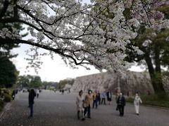 皇居外苑、千鳥ヶ淵の桜を見てきました！