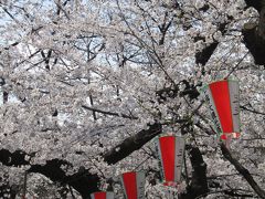 おのぼりさんが行く♪初めての上野公園で桜♪