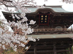桜はどうかな？北鎌倉の"シェ ケンタロウ"でランチの後、建長寺と鶴岡八幡宮を訪ねました。