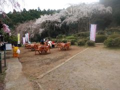 長興寺の枝垂れ桜、小田原市周辺桜最前線