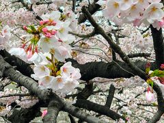 2019,3月末　練馬駅周辺と板橋区石神井川の桜