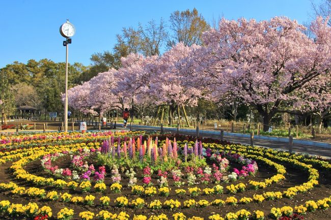 気象庁より東京の桜満開が発表された３月２７日に、蘆花恒春園から烏山川緑道を三軒茶屋まで約１０Ｋｍ散策しました。烏山川緑道は随所に桜並木があります。<br />途中では烏山川緑道の近くに位置する豪徳寺や松陰神社などに参詣しました。<br />蘆花恒春園のタカトオコヒガンザクラは満開で丁度見頃でした。<br />ソメイヨシノは２，３分咲から５分咲程度のところが多かったです。ごく一部は満開に近かったです。<br />表紙は、蘆花恒春園のタカトオコヒガンザクラと花々