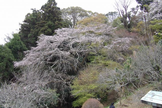 この12年間、鎌倉市内で枝垂れ桜(https://4travel.jp/travelogue/10486512)を探し回り、結果、350本余りの枝垂れ桜を確認した。それでも、見落としもあり、400本をどの程度越えるかどうかと思っていた。しかし、9割近くは見たとしても残りの1割余りには何があるか分からないということを思い知らされた。<br /> 鎌倉市内で最大の枝垂れ桜は鎌倉山1にある(仮称)扇湖山荘庭園内にあった。長尾家の別荘として昭和9年(1934年)に、飛騨高山の民家を移築・改築したとされるが、改築の方がメインであろうか。長尾欽弥・よね夫妻が住んだ。長尾欽弥(明治25年(1892年)~昭和55年(1980年)、享年89歳)はビールの絞りかすより製薬した総合保険薬「わかもと」を製造・販売する製薬会社の創業者で、巨万の富を得ることになった。<br /> その巨万の富でこの別邸「扇湖山荘」を建てた。敷地は周囲の山々を含め大凡13万坪であったが、昭和35年( 1960年)頃に母屋と主庭園を残し、周囲の山や麓の庭園が売却された。そのため敷地は1万5千坪程度に減少した。<br /> 建物(建坪470坪)は贅を尽くしているが、庭の広さだけではなく、おそらくは枝垂れ桜も相当の古木を移植したのであろう。根元も太く、高さもある。しかし、いかんせん古木である。平成29年(2017年)の開花時の写真があるが、今年はもう開花済みで一昨年の4割程度の花の量か。しかし、昨年の春も来たという人は、「去年は枯れていた。1輪も咲いていなかった。」という。古木過ぎて毎年はたくさん咲く訳ではないようだ。すなわち、来年の春にこの大しだれ桜がどの程度の花を咲かすのかは心配が残る。<br />(表紙写真は大しだれ桜)<br />