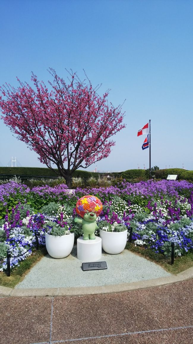 横浜でも平地では桜が七分咲きになってきました。名所の山手西洋館周辺も咲いてるかなと散策してきましたが、こちらはまだ四分咲きといったところでした。