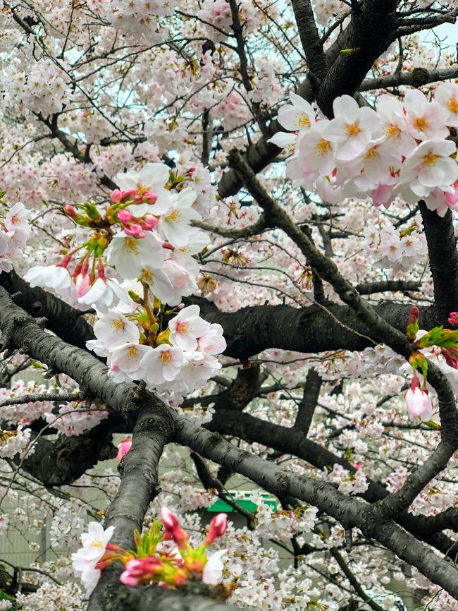 今週末は天気が崩れそうということで、<br />今日の昼間は曇り空でしたが<br />自転車に乗って桜見物に行ってきました。<br /><br />コースは<br />練馬駅近くでランチしたあと<br />駅前で少しだけウインドウショッピング<br />千川通りの桜を見ながら、武蔵大学江古田キャンパスまで行ったら<br />江古田に入り環七を自転車でコキコキ<br />環七から川越街道を渡り<br />板橋区の石神井川の桜を見に行きました。<br /><br />東京は目黒川の桜が有名ですが<br />何の何の石神井川の桜だって負けてはいません。<br />あいにくの曇り空ですが<br />満開までにはちょっと早かったけど<br />人も少なくゆっくり桜鑑賞ができました。