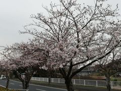 成田の中台公園辺りで桜