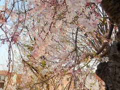 亀久保西公園の冬桜は満開