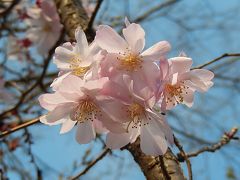 二度目の開花した十月桜は満開