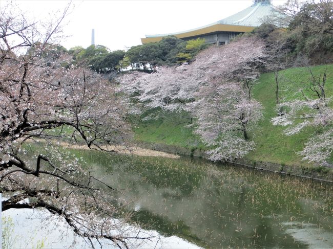 桜を追って　皇居の周りで！(九段下　－　日比谷）