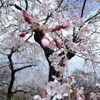 平成最後のお花見②　賀茂川で枝垂れ桜、ん～！完敗
