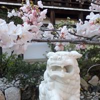 平成最後のお花見⑥　海津大崎の花見クルーズと近江神宮の桜