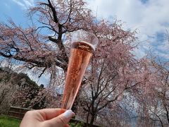 ２０１９年３月　一本の枝垂れ桜に魅せられて♪（観光編）～「高台寺」～「円山公園」～「本満寺」～「平野神社」～