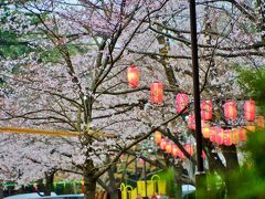 音信不通の友を求めて二万歩の旅　ついで立ち寄る綱島桜祭り3月30日9時半より ベビームーバーの年金収入