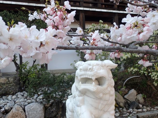最終日　16730歩<br /><br />海津大崎の桜を花見クルーズ、<br />保険で近江神宮にも立ち寄り！<br />本当に保険をかけてよかった（笑）<br /><br />来年は暫くぶりに東北の桜にチャレンジしようかなと、<br />気分は既に令和最初のお花見に飛んでいます。