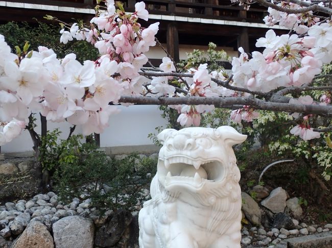 最終日 16730歩<br /><br />海津大崎の桜を花見クルーズ、<br />保険で近江神宮にも立ち寄り!<br />本当に保険をかけてよかった(笑)<br /><br />来年は暫くぶりに東北の桜にチャレンジしようかなと、<br />気分は既に令和最初のお花見に飛んでいます。