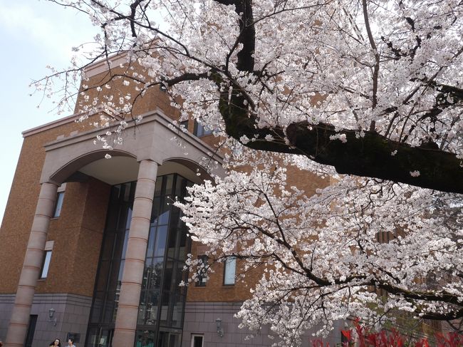 桜の花も開花し、天気も良い日を選び、国立へ。国立駅南口からまっすぐ南に延びる大学通りは、大きな桜とイチョウの木が並びます。満開にはまだ数日かかりそうですが、一橋大学にも寄りました。桜の花を求めて散策する人たちもチラホラ。春休み中の大学構内は人も少なく、静かでした。<br /><br />☆秋の国立はこちら<br />国立の紅葉　一橋祭☆ロージナ茶房☆2018/11/23<br />https://4travel.jp/travelogue/11425795