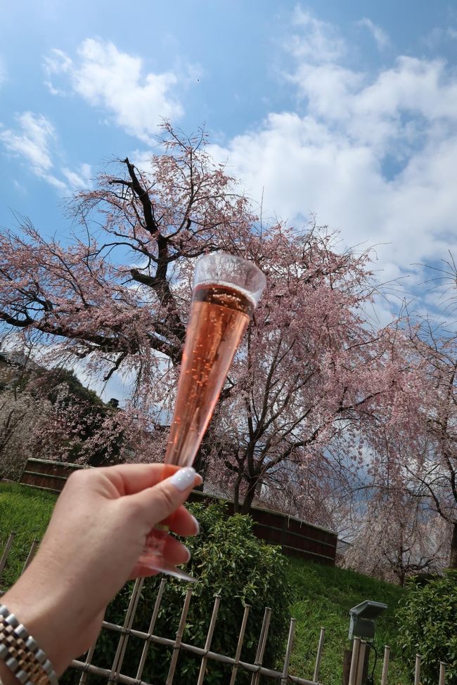 今年初の京都はお花見♪<br />毎年の事ながら桜の開花予想は難しく、、、<br />今年の開花は早い、というテレビ情報で３月末に決定！<br />しかし東京の開花は早かったけど、<br />その後は思った以上に気温が上がらずで、、、<br />東京でも長い期間お花見を楽しめている状態のようで(*^-^*)<br /><br />そんな事で京都ではまだまだ開花をしていなかったりで、<br />どこで桜見ようかな？！ランチのお店は決めてるし（笑）<br />その場所付近で見頃を迎える場所はどこかなぁ？と検索☆<br />桜のシーズンと紅葉のシーズンは『そうだ京都、行こう』の<br />サイトにかなりお世話になります♪<br />そこで満開であろう場所に行くことにし、桜とグルメを満喫した<br />Ｍちゃんとの日帰り京都旅！<br />見事な枝垂れ桜と美味しいお料理と♪<br />今回も京都を満喫してきました～♪(*^^)o∀*∀o(^^*)♪<br /><br />お世話になったサイト<br />【そうだ 京都、行こう。】<br />https://souda-kyoto.jp/