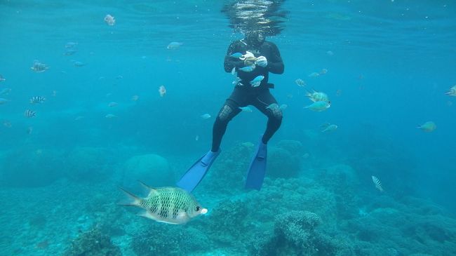 昨秋のトレーニング中に膝が壊れて、ロマン海道伊良部島マラソンもエントリー締め切りギリギリまで様子見たけど残念しました。<br /><br />だけど、航空券とホテルは手配済みな訳で、ランナー応援でもいいし、シュノーケリングも出来なくはないし、必要な身支度と夜の約束だけはして宮古島に行って来ました。<br /><br />こちらの旅行記は3日目の宮古島の過ごし方になります。<br /><br /><br />今回の航空券<br /><br />ロマン海道伊良部島マラソン参加のために購入した釜山発航空券<br />釜山→成田・羽田→那覇→羽田・成田→釜山の国内線区間（474,900ウォン（エコノミー（L/Q）+変更手数料30,000ウォン）<br /><br />那覇→宮古→那覇（先得と特割･･･変更したので割高だけどeJALポイント購入）<br /><br /><br />74,992+2,572(身内関係大阪ピストン)+6,060(今回)=83,624FOP →　JGP