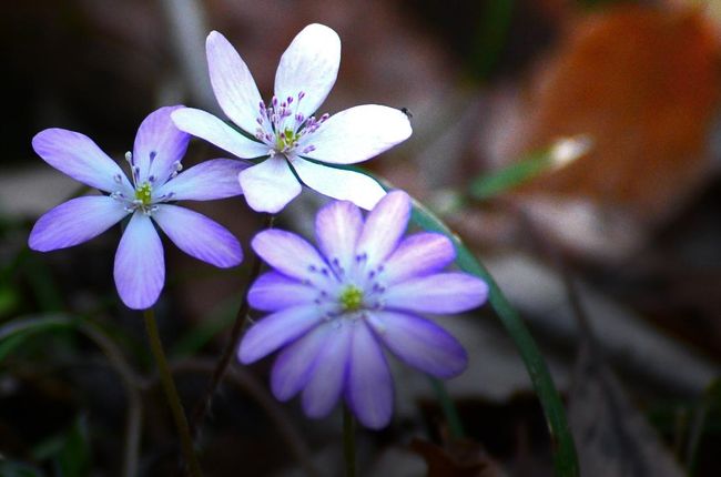 春の見ごろに向けて、園内では冬の剪定で忙しそう。<br />薔薇の見ごろは5月中旬～6月上旬頃と予想。<br />一年で最も多くのバラが咲き誇る春をお楽しみに。<br />その前に花フェスタ記念公園で。<br /><br />公園内ではウメが開花し、<br />春の訪れを知らせる二部に分けて<br />　　　<br />前編..<br />　フクジュソウやサンシュユ.ミツマタ.ミズキ.ショウジョウバカマ<br />　　　雪割草など、（花フェスタ記念公園）.<br />春の妖精とも呼ばれる雪割草<br />　春浅い3月の野山には..冬枯れの中で、<br />　　芽を出しあっとい間に成長して、<br />　　　春先の光を受けることの出来る間に、<br />　　　　瞬く間に芽を出し、地上から姿を消してしまう。<br />　地上に葉を広げて姿を見せているのは1年のうち、<br />　春先の2ヶ月足らずの期間でしかない。<br />　Spring Ephemeral（春先のはかない命）の雪割草を・・・。<br />　　　　　　　**美濃白川雪割草まつりは、3月末なので.後日アップ<br /><br /><br />後編<br />　　クリスマスローズ.など<br />　　　　https://4travel.jp/travelogue/11474194<br />　　　開花し始めましたので、ゆっくり。<br /><br />園内を散策すると、<br />春の花、厳しい冬を乗り越えて<br />百花撩乱のごとく咲き<br />あちらこちらで「春」を感じ、<br />花フェスタで「春」を探しました。